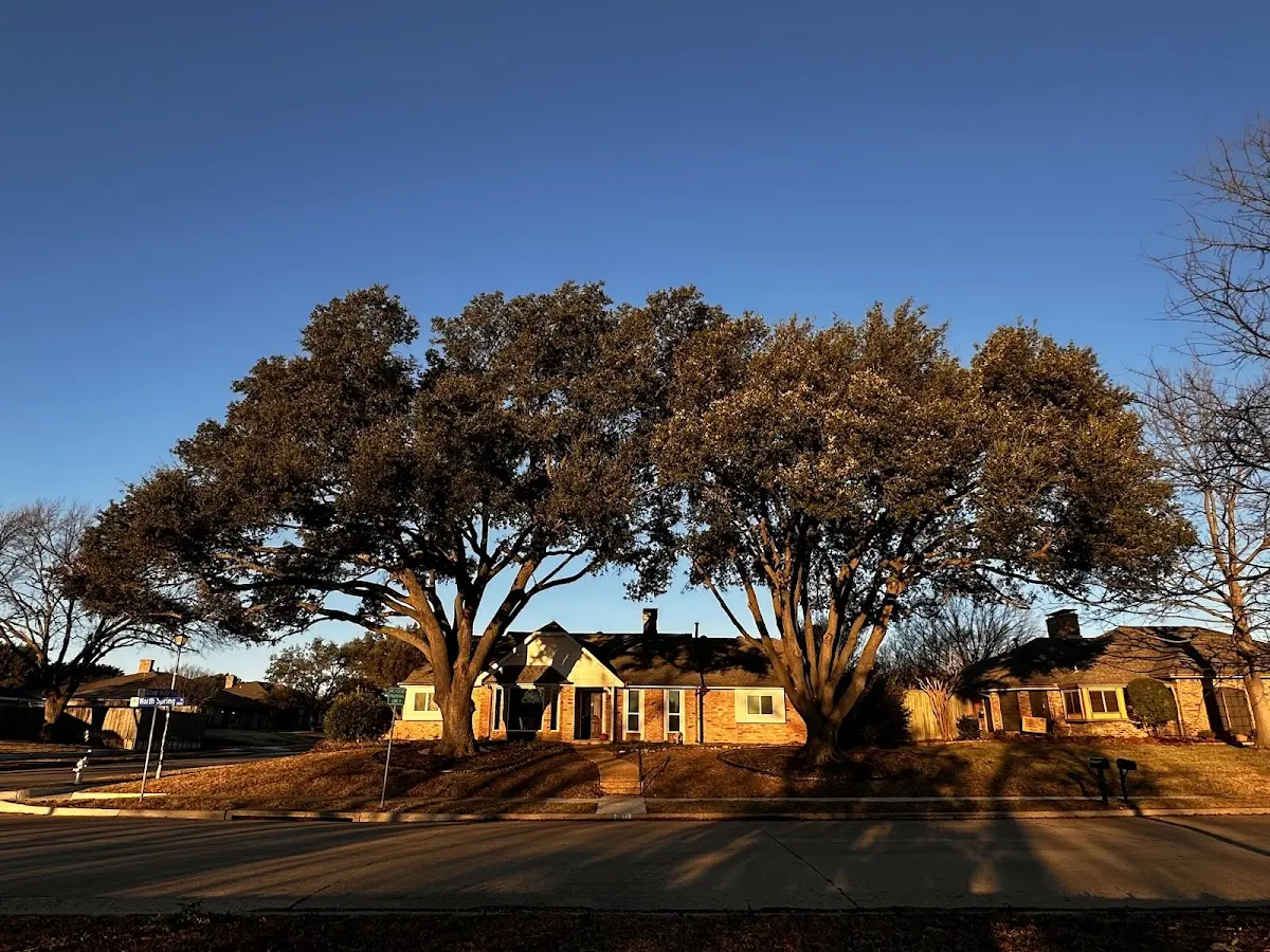 Established residential canopy tree shading a home in Lagrangeville